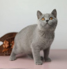 Zdjęcie №1. kot brytyjski krótkowłosy - na sprzedaż w Дрезден | Bezpłatny | Zapowiedź № 95118