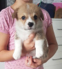 Zdjęcie №1. welsh corgi - na sprzedaż w Алмере | 10715zł | Zapowiedź №106830