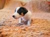 Zdjęcie №4. Sprzedam jack russell terrier w Omsk. prywatne ogłoszenie - cena - 1032zł
