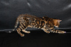 Zdjęcie №1. kot bengalski - na sprzedaż w Москва | 2320zł | Zapowiedź № 81429