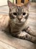 Dodatkowe zdjęcia: Mura to imponujący, młody kot o różowym futrze i błękitnej krwi.