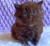 Zdjęcie №3. Британские короткошерстные котята на усыновление. USA