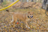 Zdjęcie №2 do zapowiedźy № 29509 na sprzedaż  pies nierasowy - wkupić się Federacja Rosyjska ze schronu