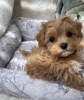 Zdjęcie №3. maltipoo. Niemcy