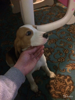 Zdjęcie №1. beagle (rasa psa) - na sprzedaż w Petersburg | 908zł | Zapowiedź №1687