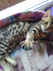 Zdjęcie №1. kot bengalski - na sprzedaż w Pietrozawodsk | negocjowane | Zapowiedź № 7593
