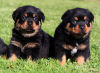 Zdjęcie №1. rottweiler - na sprzedaż w Vienna | negocjowane | Zapowiedź №124800