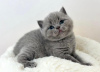 Zdjęcie №1. kot brytyjski krótkowłosy - na sprzedaż w Tampa | 1188zł | Zapowiedź № 88659