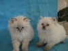 Zdjęcie №2 do zapowiedźy № 10022 na sprzedaż  kot syberyjski - wkupić się Federacja Rosyjska prywatne ogłoszenie