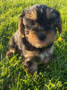 Zdjęcie №3. Szczeniak Yorkshire Terrier Filiżanka do bezpłatnej adopcji. Niemcy