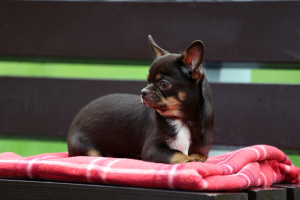Zdjęcie №3. Churchill - Chihuahua.. Federacja Rosyjska