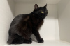 Dodatkowe zdjęcia: Czarna kotka Shelly w prezencie dla dobrych serc!