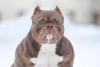 Zdjęcie №1. american bully - na sprzedaż w Krasnodar | 2578zł | Zapowiedź №44283