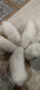 Dodatkowe zdjęcia: Białe puszyste szczenięta samoyeda