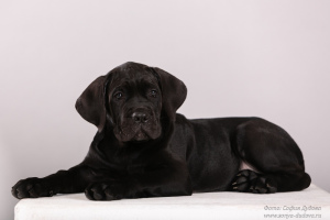 Dodatkowe zdjęcia: Cane Corso. Szczenięta