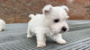 Dodatkowe zdjęcia: Szczenięta West Highland White Terrier