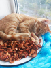 Dodatkowe zdjęcia: Rudy kot, kotek Pomarańczowy, szukają rodziny!