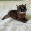 Zdjęcie №3. Piękny kot karakal do adopcji. Belgia