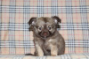 Zdjęcie №2 do zapowiedźy № 83471 na sprzedaż  chihuahua (rasa psów) - wkupić się Federacja Rosyjska prywatne ogłoszenie