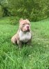 Zdjęcie №1. american bully - na sprzedaż w Ryga | 5023zł | Zapowiedź №123753