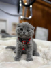 Zdjęcie №2 do zapowiedźy № 122990 na sprzedaż  scottish fold - wkupić się USA prywatne ogłoszenie