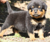 Zdjęcie №1. rottweiler - na sprzedaż w Mediolan | 1046zł | Zapowiedź №117947