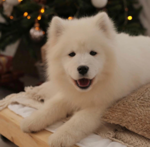 Zdjęcie №1. samojed (rasa psa) - na sprzedaż w Moskwa | Negocjowane | Zapowiedź №1087