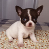 Dodatkowe zdjęcia: Czekoladowy chłopiec Chihuahua