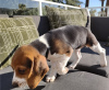 Zdjęcie №2 do zapowiedźy № 59085 na sprzedaż  beagle (rasa psa) - wkupić się USA prywatne ogłoszenie