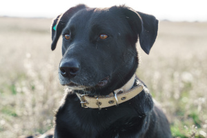 Zdjęcie №2 do zapowiedźy № 6500 na sprzedaż  pies nierasowy - wkupić się Federacja Rosyjska ze schronu