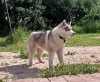 Zdjęcie №1. husky syberyjski - na sprzedaż w Woroneż | 2578zł | Zapowiedź №11609