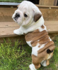 Zdjęcie №3. Süße angielski Bulldogge Welpen. Niemcy