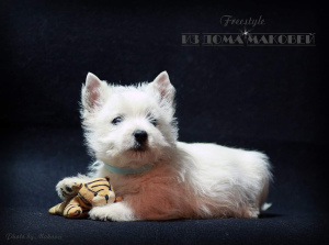 Dodatkowe zdjęcia: West Highland White Terrier ze wspaniałej pary!