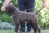 Dodatkowe zdjęcia: Szczenięta Lagotto Romagnolo