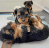 Zdjęcie №1. yorkshire terrier - na sprzedaż w San Francisco Township | 1585zł | Zapowiedź №112523