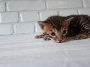 Zdjęcie №2 do zapowiedźy № 4198 na sprzedaż  kot bengalski - wkupić się Federacja Rosyjska prywatne ogłoszenie, od żłobka, hodowca