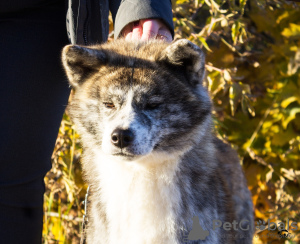 Zdjęcie №2 do zapowiedźy № 7313 na sprzedaż  akita (rasa psa) - wkupić się Federacja Rosyjska od żłobka