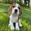 Zdjęcie №3. Piękne szczenięta Beagle. Niemcy