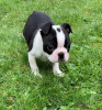 Zdjęcie №3. Urocze szczenięta Boston Terrier do bezpłatnej adopcji. Niemcy