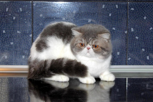 Zdjęcie №1. kot egzotyczny - na sprzedaż w Moskwa | 303zł | Zapowiedź № 2168