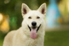 Zdjęcie №2 do zapowiedźy № 62970 na sprzedaż  pies nierasowy - wkupić się Federacja Rosyjska prywatne ogłoszenie