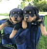 Zdjęcie №1. rottweiler - na sprzedaż w Zagreb | 3348zł | Zapowiedź №88364