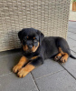 Zdjęcie №1. rottweiler - na sprzedaż w Budapest | negocjowane | Zapowiedź №42528