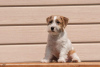 Zdjęcie №3. szczeniak Jack Russell Terrier. Federacja Rosyjska