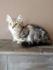 Zdjęcie №1. kot syberyjski - na sprzedaż w Гамсутль | Bezpłatny | Zapowiedź № 12166