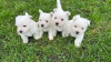 Zdjęcie №2 do zapowiedźy № 37741 na sprzedaż  west highland white terrier - wkupić się Niemcy hodowca