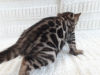 Zdjęcie №2 do zapowiedźy № 8638 na sprzedaż  kot bengalski - wkupić się Federacja Rosyjska od żłobka, hodowca