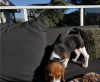 Dodatkowe zdjęcia: Niedrogie szczenięta Beagle z domowej hodowli!