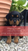 Zdjęcie №1. rottweiler - na sprzedaż w Falkenberg | negocjowane | Zapowiedź №47602