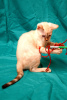 Zdjęcie №2 do zapowiedźy № 13431 na sprzedaż  kot bengalski - wkupić się Federacja Rosyjska od żłobka, hodowca